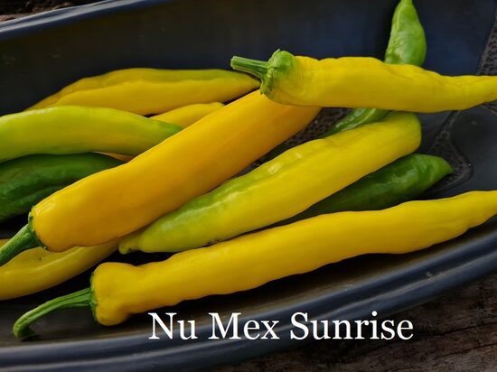 Nu Mex Sunrise (2*) (asā pipara stāds podiņā)